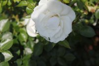 diamond-border-2