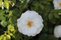 diamond-border