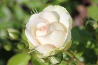 madame-anisette