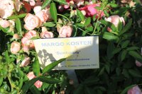 margo-koster