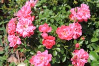 pink-bassino