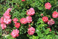 pink-bassino2