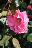 romanze