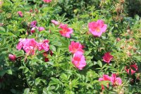 rote-hannower2