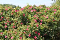 rote-hannower3