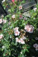 sweet-pretty