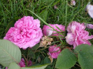     duc de bordeaux      