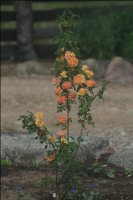 soleil-dor2-2