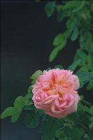 soleil-dor3
