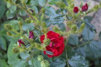 scarlet-moss-2