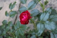scarlet-moss2