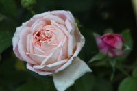 tender-blush2