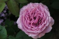 lavender-ice-2