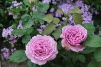 lavender-ice-4