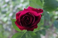 rose-du-roi-a-fleur-pourpre