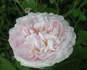     triomphe de flore      