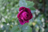 rose-du-roi-a-fleur-pourpre2