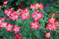 star-profusion