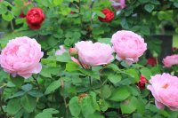 mary-rose2