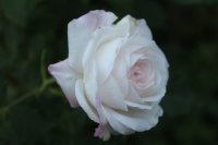 boule-de-neige_0