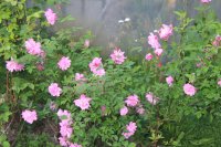 old-blush-china