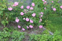 old-blush-china2