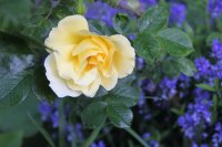 yellow-dagmar-h_0