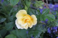 yelow-dagmar