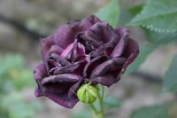 midnight-blue7
