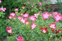 star-profusion