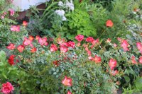 star-profusion2