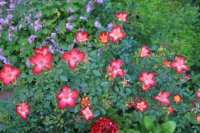 star-profusion6