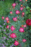 star-profusion7