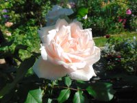 madame-alfred-cariere