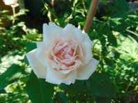 madame-cariere