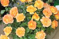 rose-de-mont-marsan