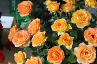 rose-de-mont-marsan2