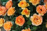 rose-de-mont-marsan3