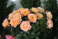 rosemary-harkness