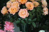 rosemary-harkness2