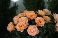 rosemary-harkness3