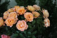 rosemary-harkness4