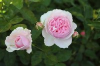 gartentraume