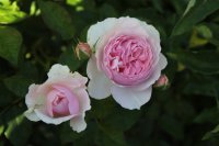 gartentraume2