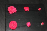 angielskie-pudelka-florentina