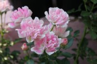 flirt-2011