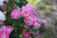 flirt-2011a