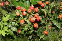 rosa-virginiana