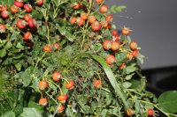 rosa-virginiana2