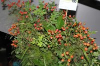rosa-virginiana4